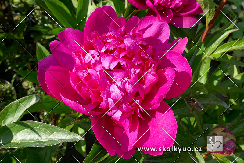 Paeonia lactiflora ´Big Ben´