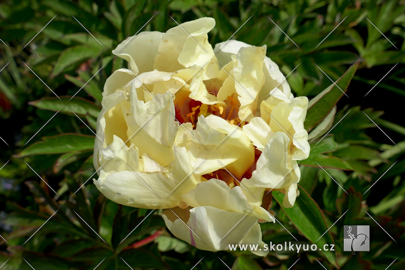 Paeonia ´Canary Brilliants´