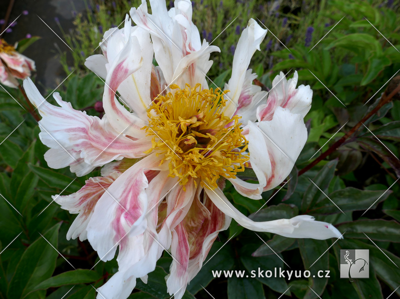 Paeonia lactiflora ´Green Lotus´