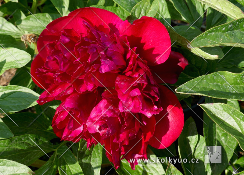 Paeonia hybrida ´Red Charm´