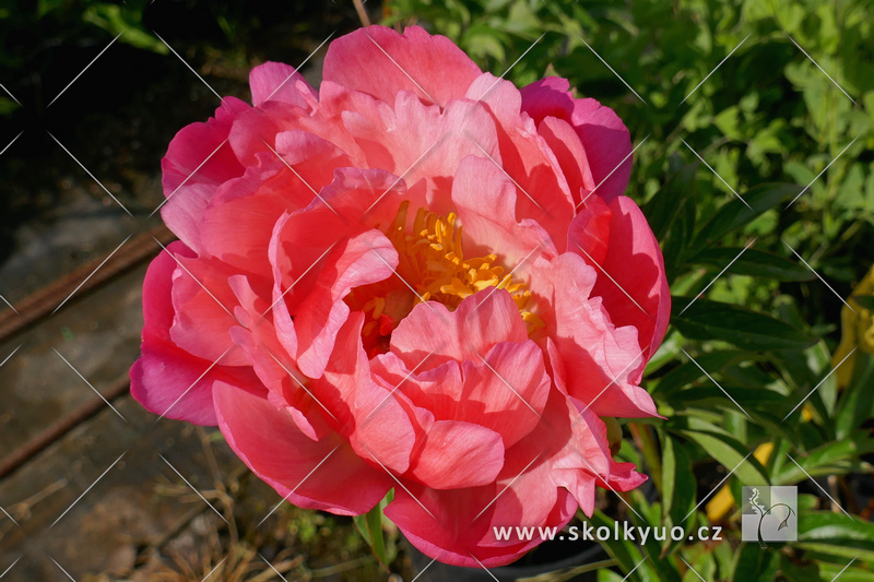 Paeonia chinensis ´Coral Sunset´