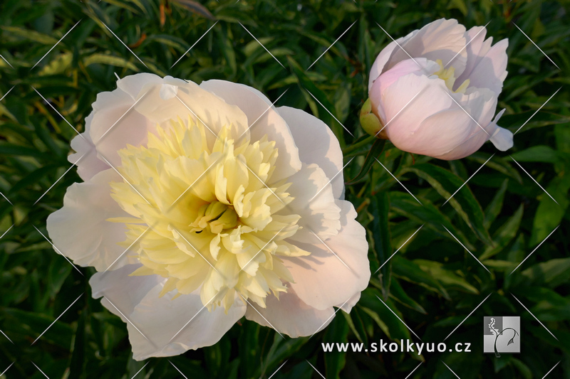 Paeonia lactiflora ´Primevere´