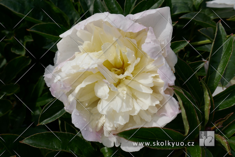 Paeonia lactiflora ´Raspberry Sundae´