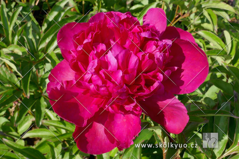 Paeonia lactiflora ´Inspecteur Lavergne´