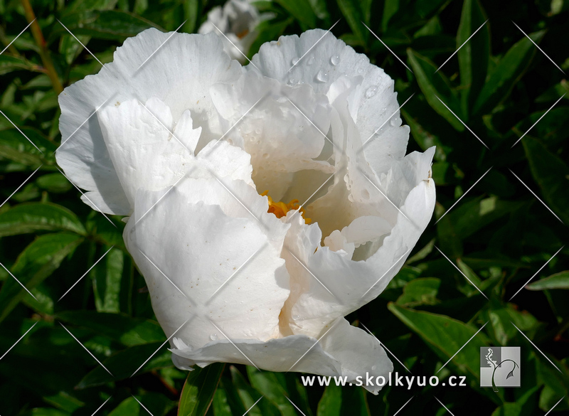 Paeonia lactiflora ´Krinkled White´
