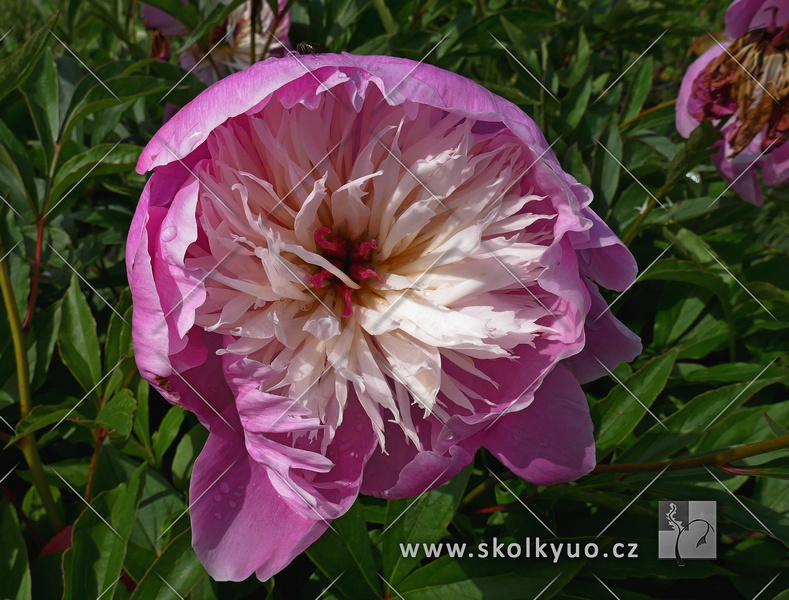 Paeonia lactiflora ´Bowl of Beauty´