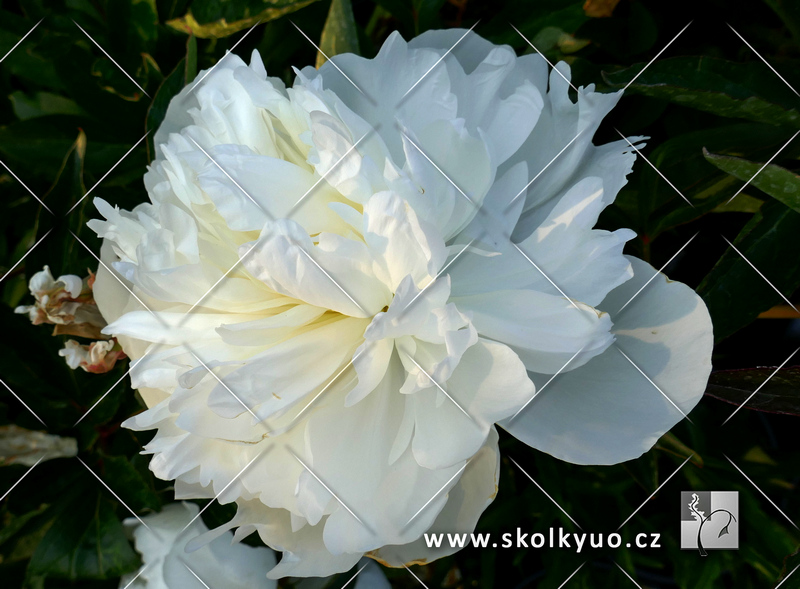 Paeonia lactiflora ´Duchesse de Nemours´