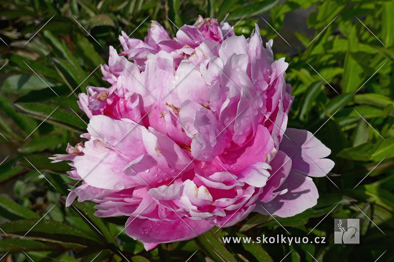 Paeonia lactiflora ´Gilbert Barthelot´