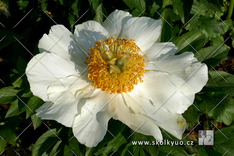 Paeonia ´Moonrise´