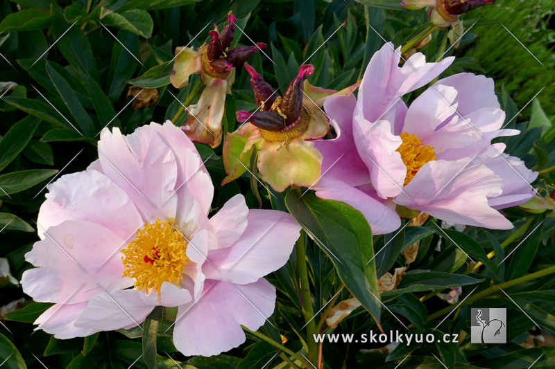 Paeonia lactiflora ´Nymphe´