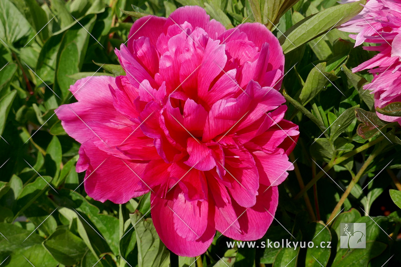 Paeonia officinalis ´Rosea Plena´