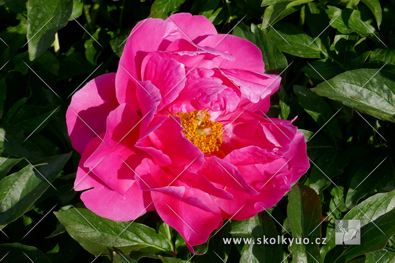 Paeonia lactiflora ´Paula Fay´