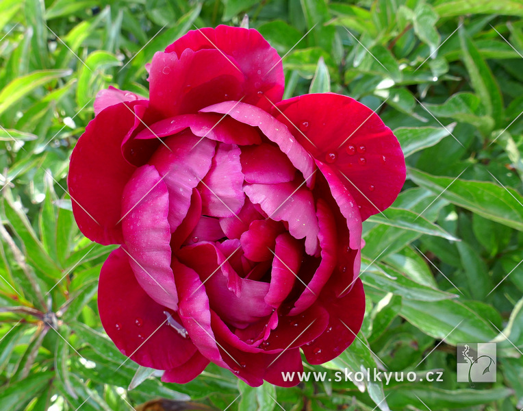 Paeonia lactiflora ´Peter Brand´