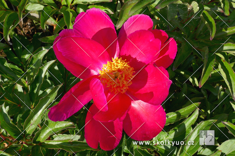 Paeonia ´Scarlet O´ Hara´