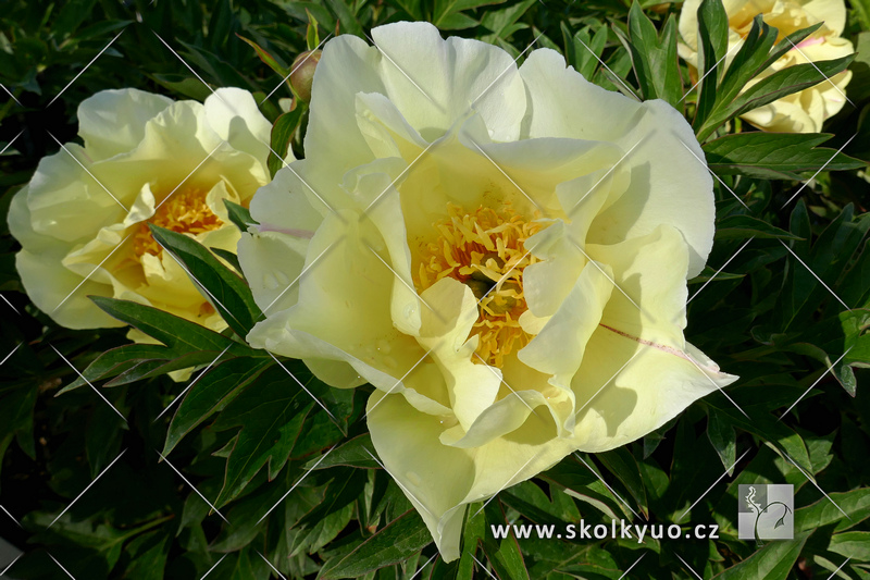 Paeonia ´Viking Full Moon´