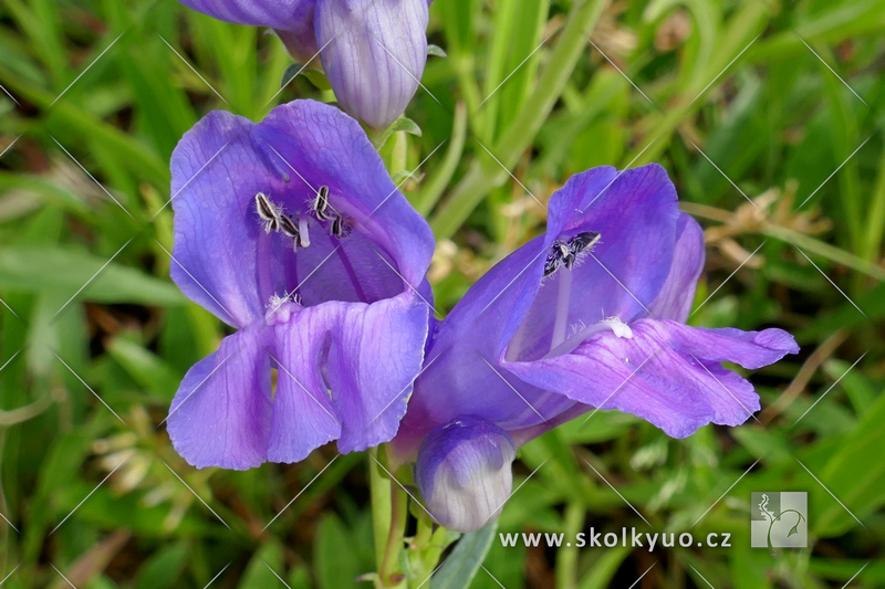 Penstemon strictus