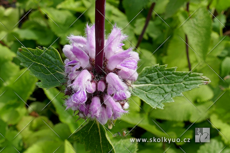 Phlomis tuberosa