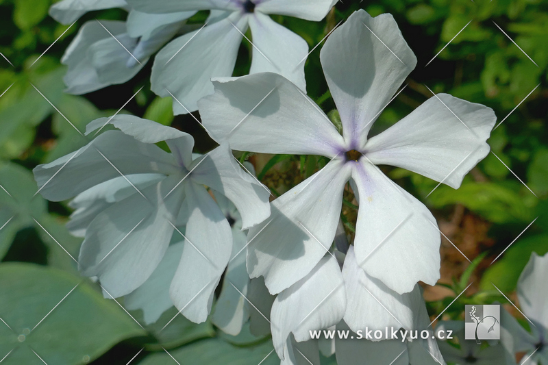 Phlox divaricata ´White Parfume´