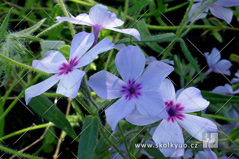 Phlox divaricata ´Chattahoochee´