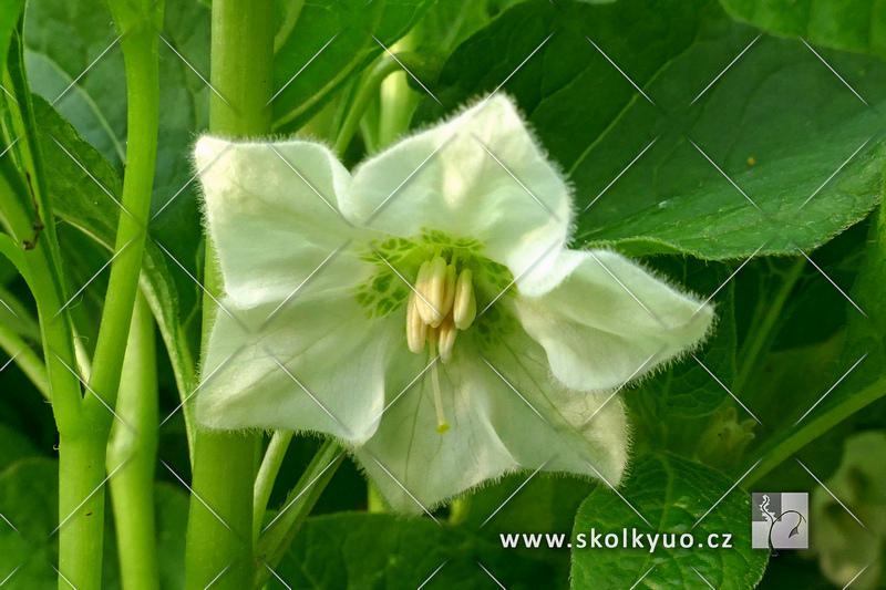 Physalis alkekengi var. franchetii ´Gigantea´