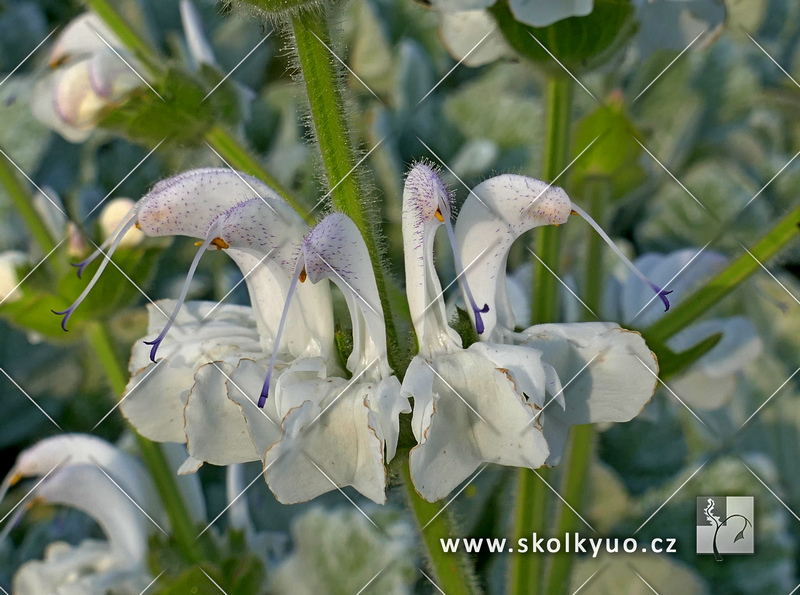 Salvia argentea