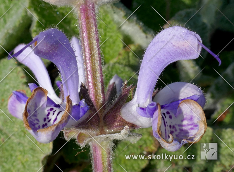 Salvia moorcroftiana x indica ´Shangri -La´