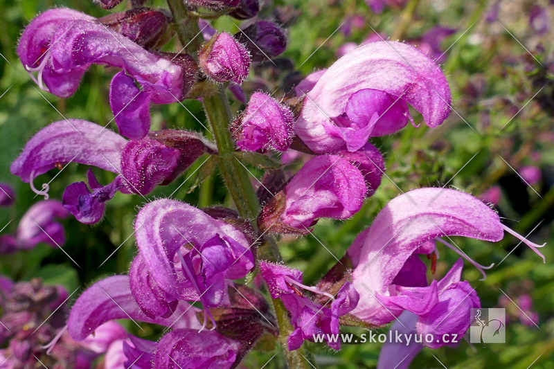 Salvia pratensis ´Sweet Esmeralda´