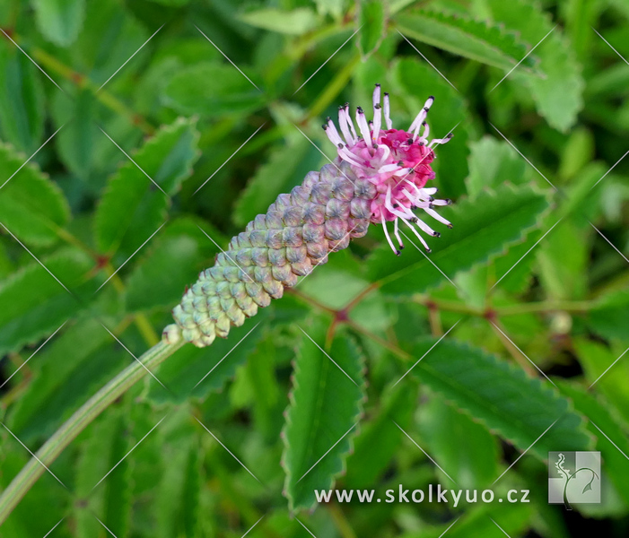 Sanguisorba ´Tanna´