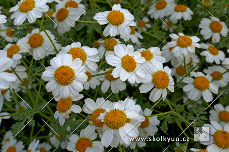 Tanacetum niveum ´Jackpot´