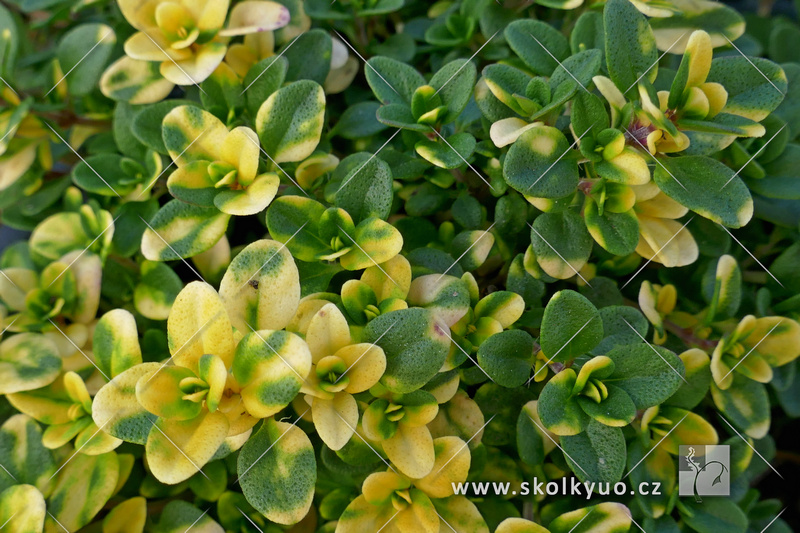 Thymus x citriodorus ´Doone Valley´