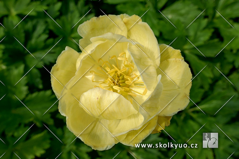 Trollius x cultorum ´Alabaster´