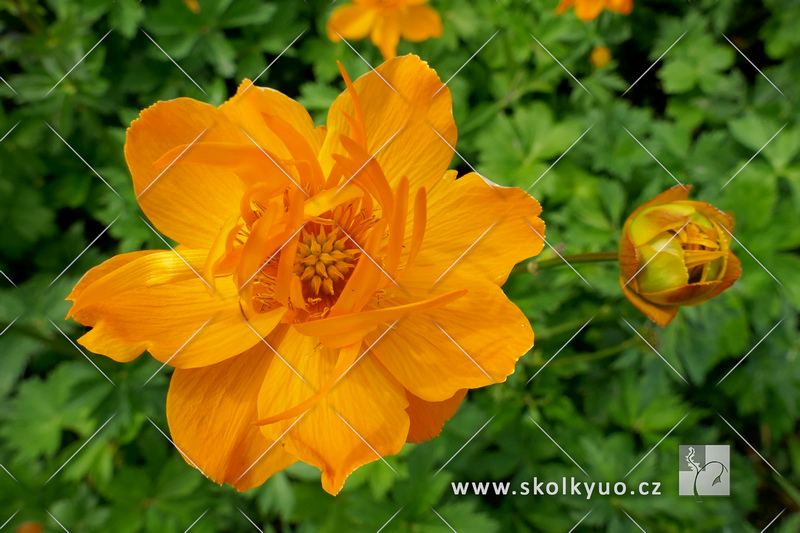 Trollius chinensis ´Golden Queen´