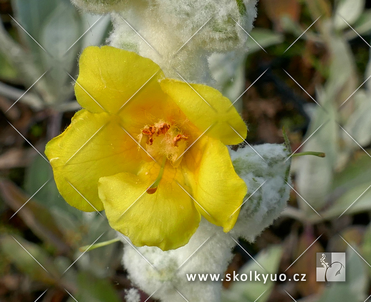 Verbascum bombyciferum