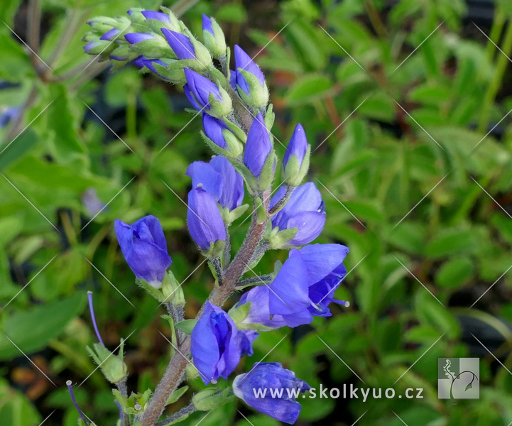 Veronica austriaca ´Royal Blue´