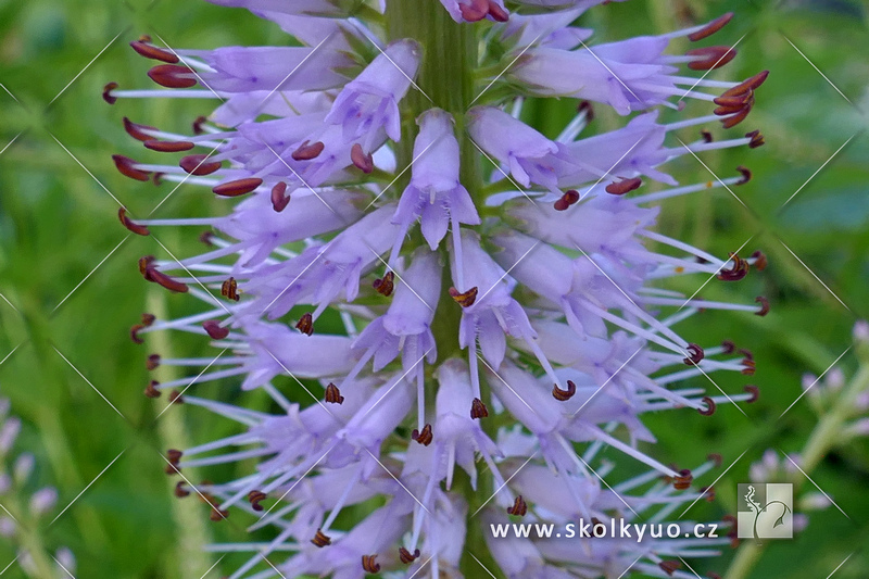 Veronica virginicum ´Lavendelturm´