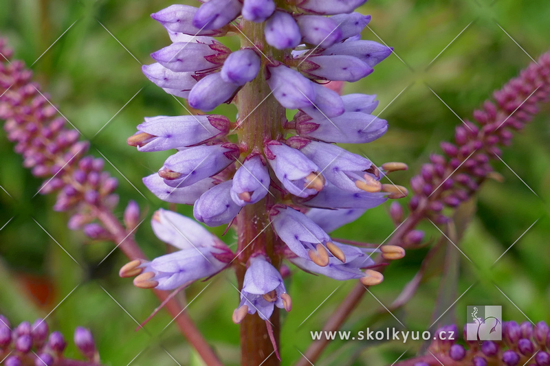 Veronicastrum virginicum ´Red Arrows´