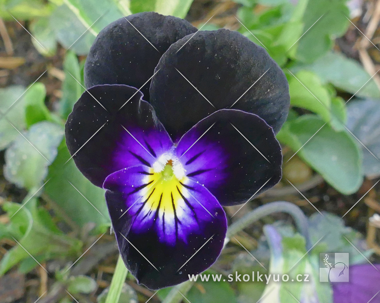 Viola cornuta ´Bowles Black´
