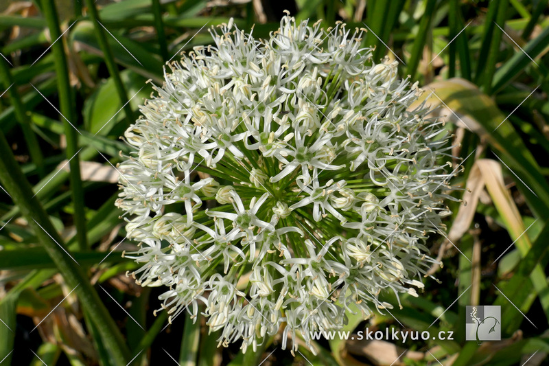 Allium stipitatum ´Mount Everest´