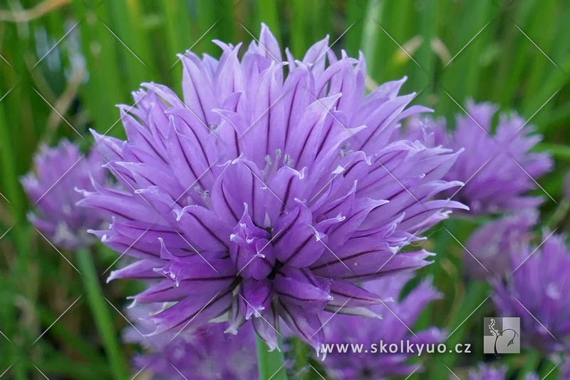 Allium schoenoprasum ´Pražská´