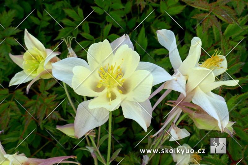 Aquilegia caerulea ´Kirigami Yellow´