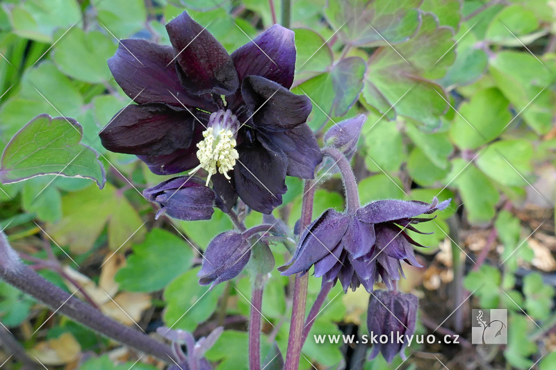 Aquilegia vulgaris ´Black Barlow´