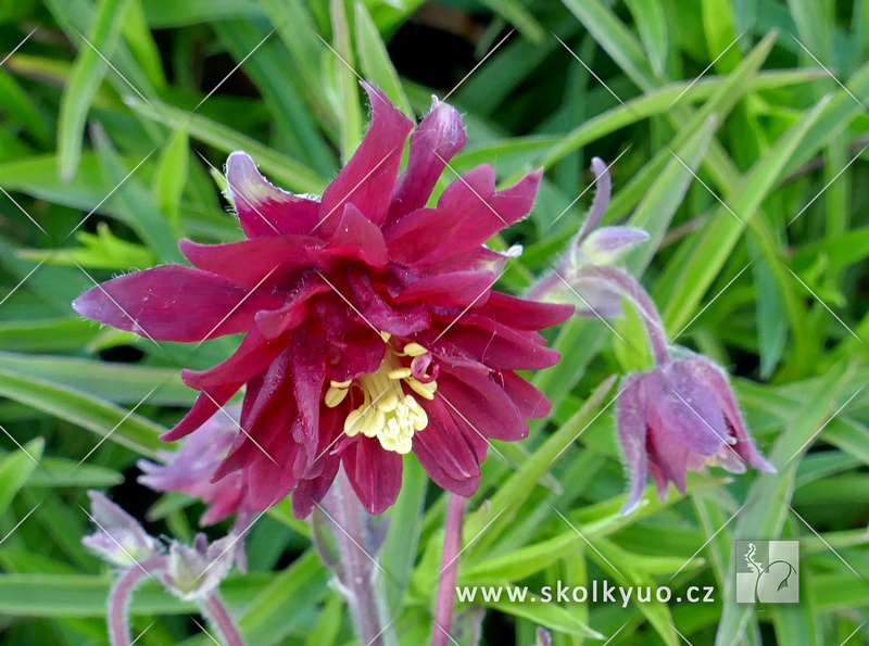 Aquilegia vulgaris ´Bordeaux Barlow´