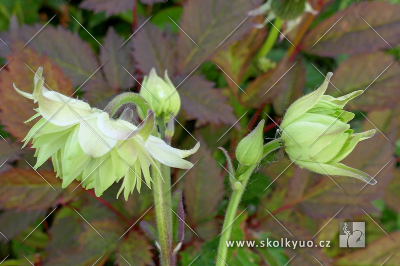 Aquilegia vulgaris ´Green Apples´