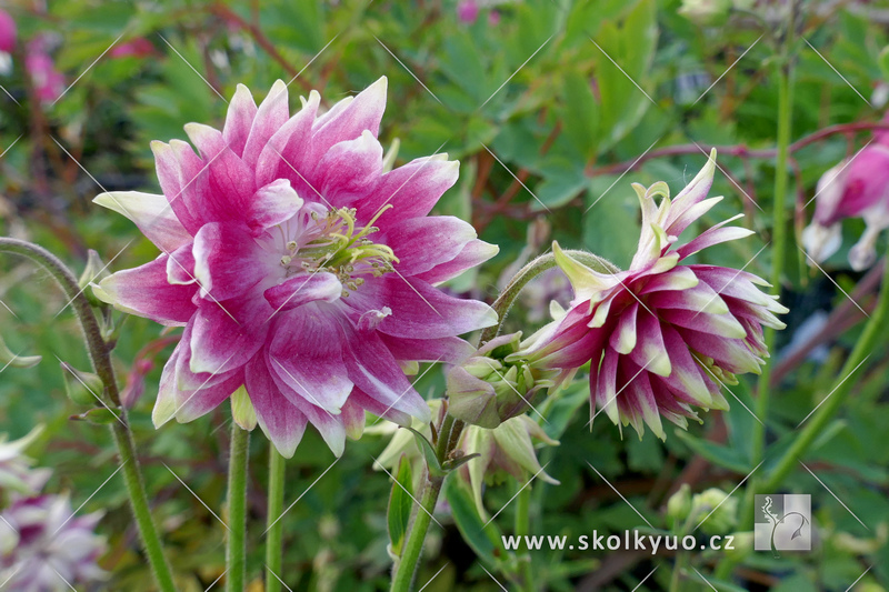 Aquilegia vulgaris ´Nora Barlow´