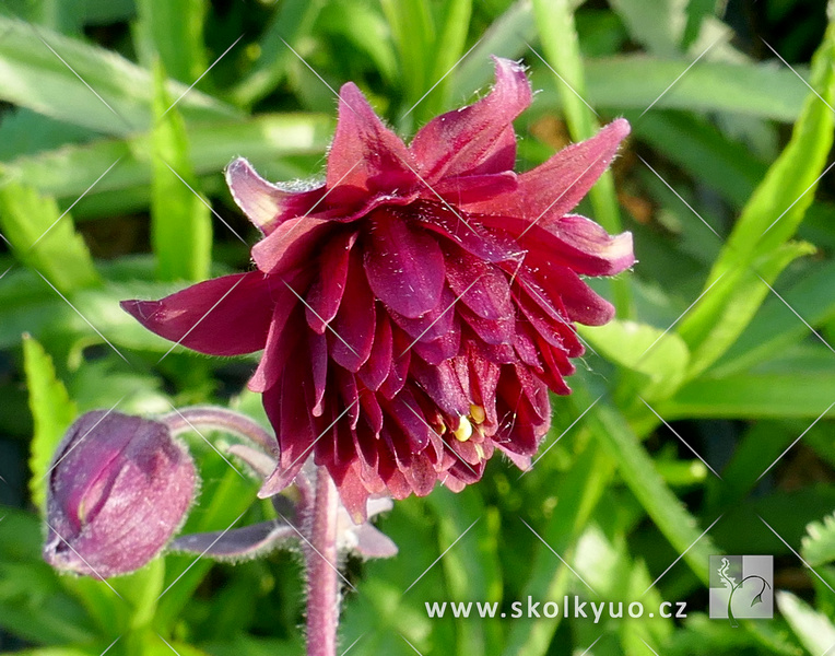 Aquilegia vulgaris ´Ruby Port´