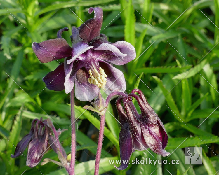 Aquilegia vulgaris ´William Guiness´