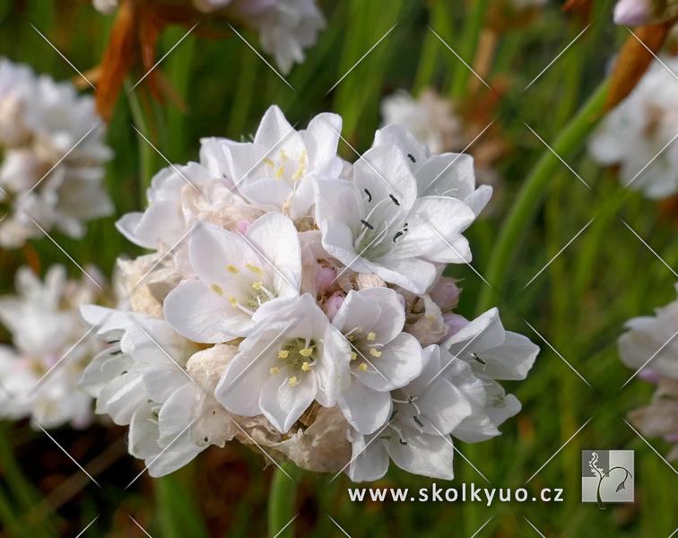 Armeria maritima ´Abbey White´