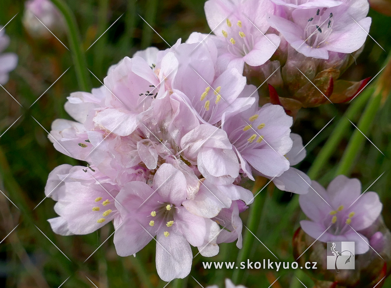 Armeria maritima ´Armada Pink´