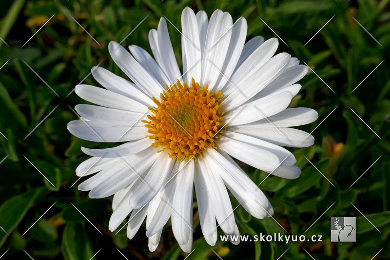 Aster alpinus ´Albus´