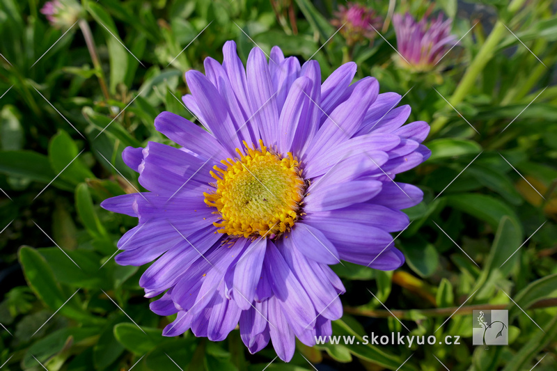 Aster alpinus